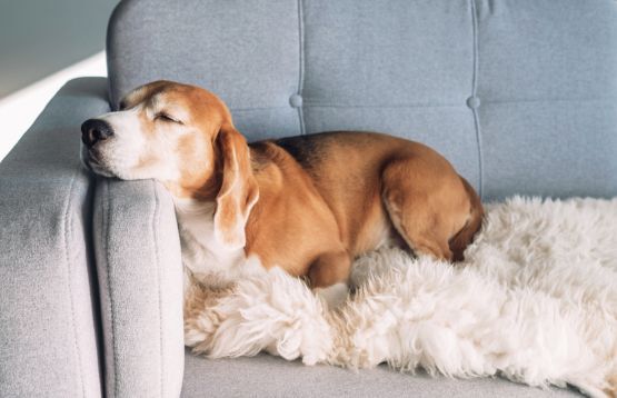 Dog sleeping on sofa