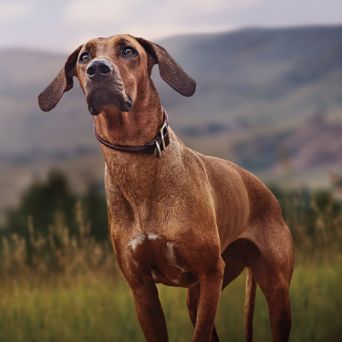 PRO PLAN dog in nature
