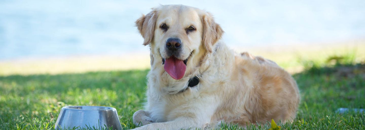Dog laying on the grass with collar on and a bowl next to it.