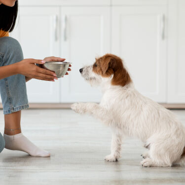 Boy playing with puppy at home.