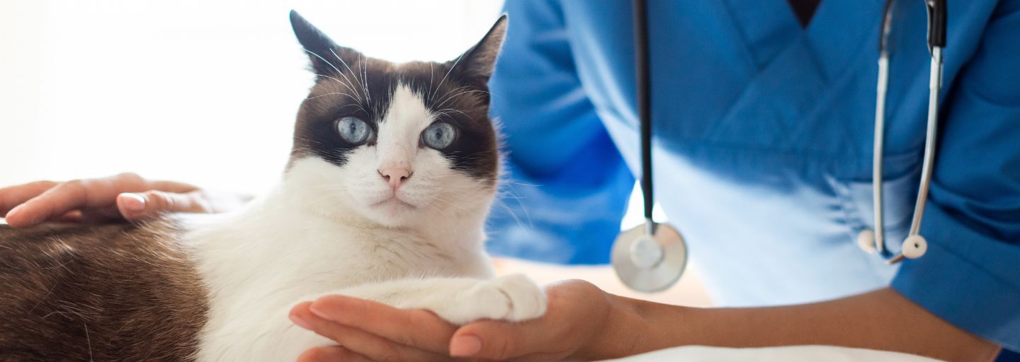  Veterinarian woman stroking and bonding with domestic cat during check up.