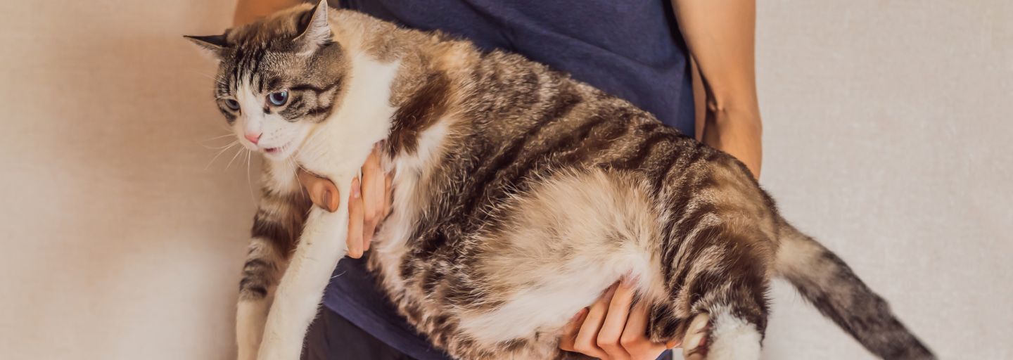 Is Your Cat Overweight?