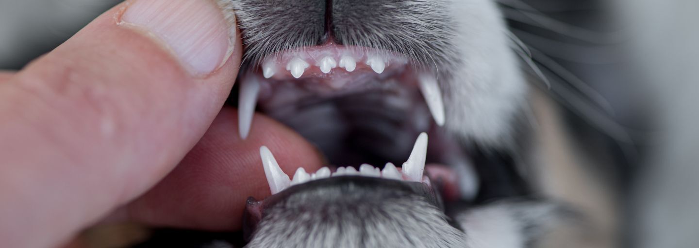 Owner exposing puppies teeth