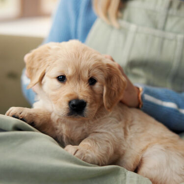 Boy playing with puppy at home.