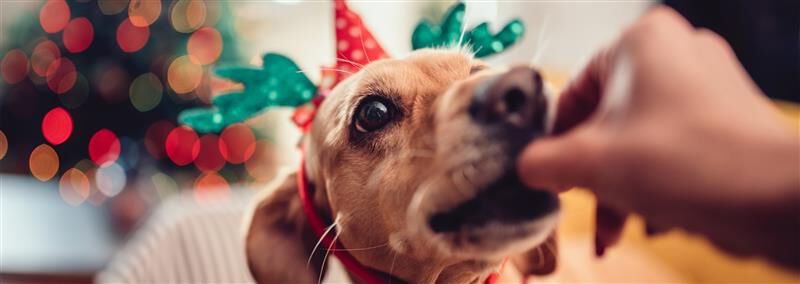 Dog celebrating Christmas