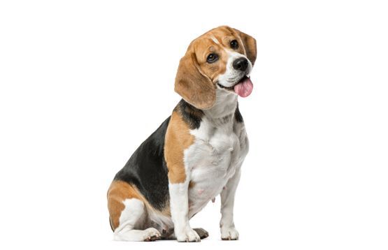 Library Beagles Best Dog Breeds for a Family - Purina Australia