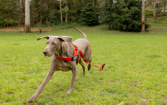 Dog on leash running in the grass field