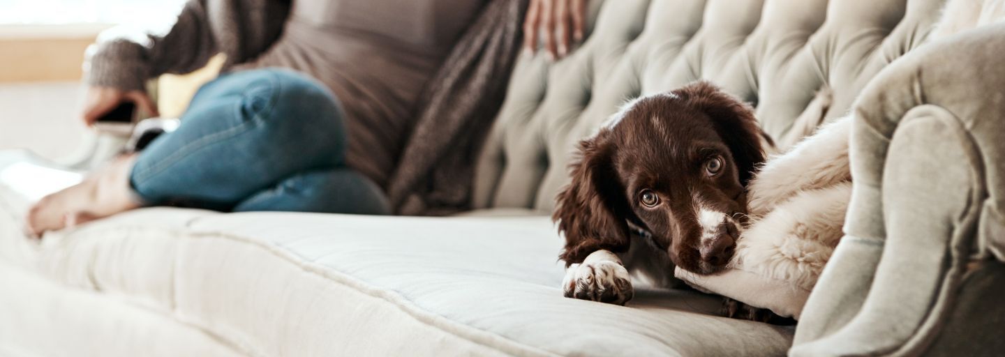 Owner and dog sitting on lounge and dog is chewing a cushion