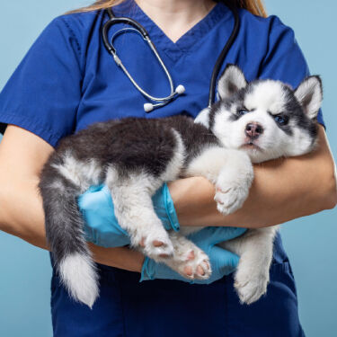 Boy playing with puppy at home.