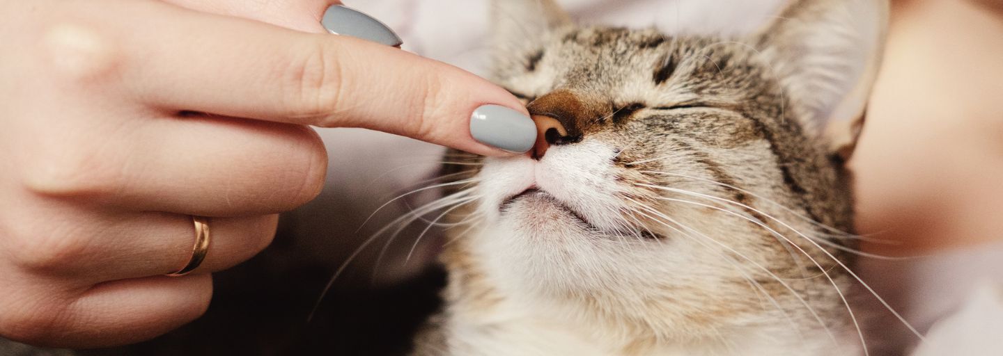 Happy cat sniffing owners' finger while being stroked. 