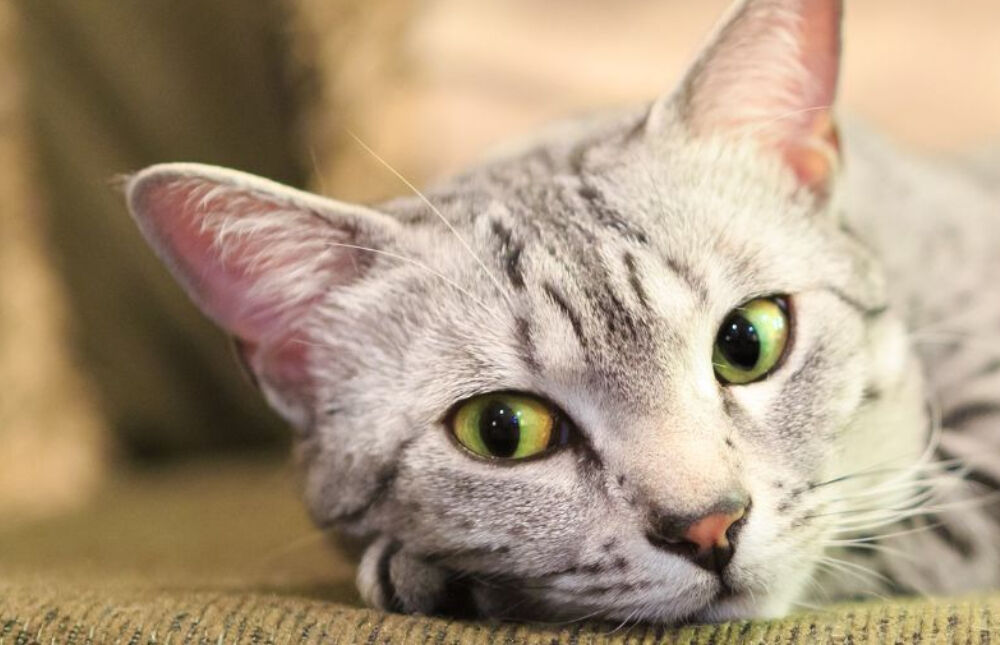 Silver egyptian mau cat laying on the sofa. 
