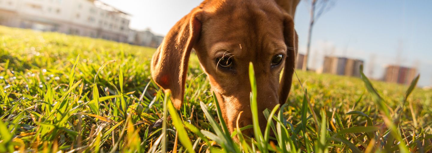 Dog in a park sniffing at the grass