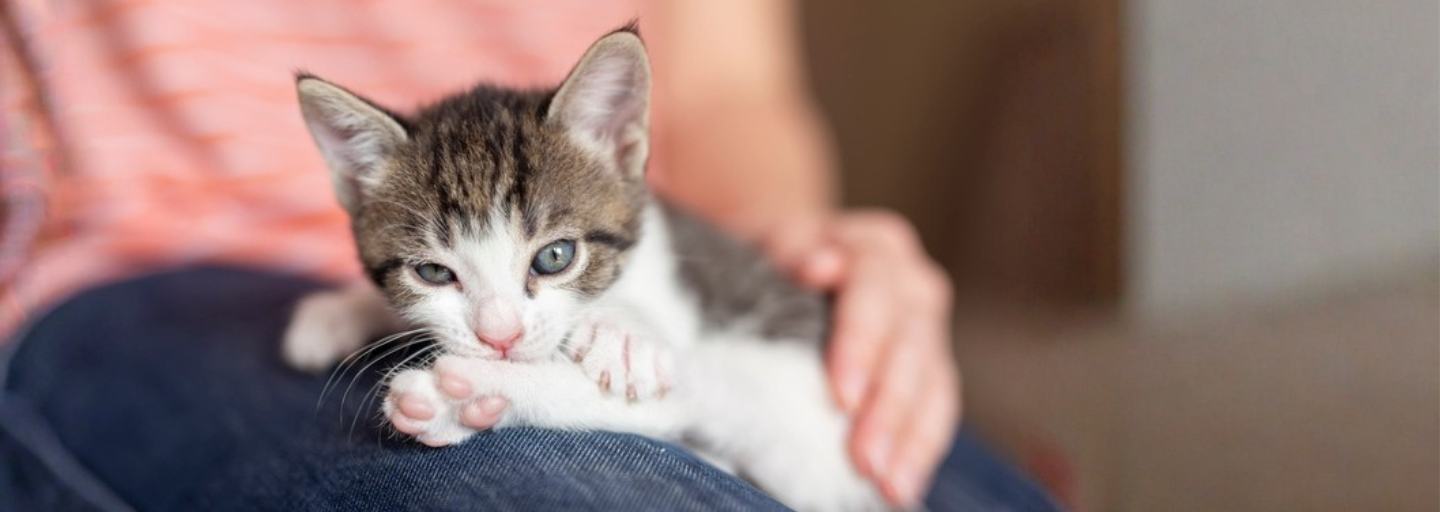 kitten snuggled up to owners leg