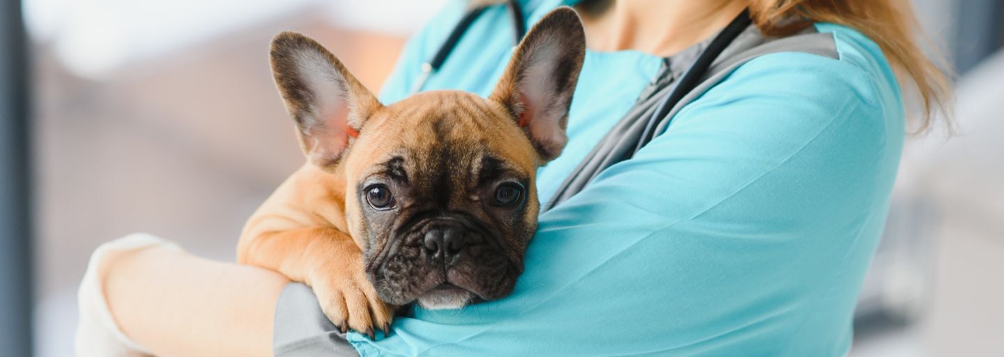 Why Do Dogs Vomit?