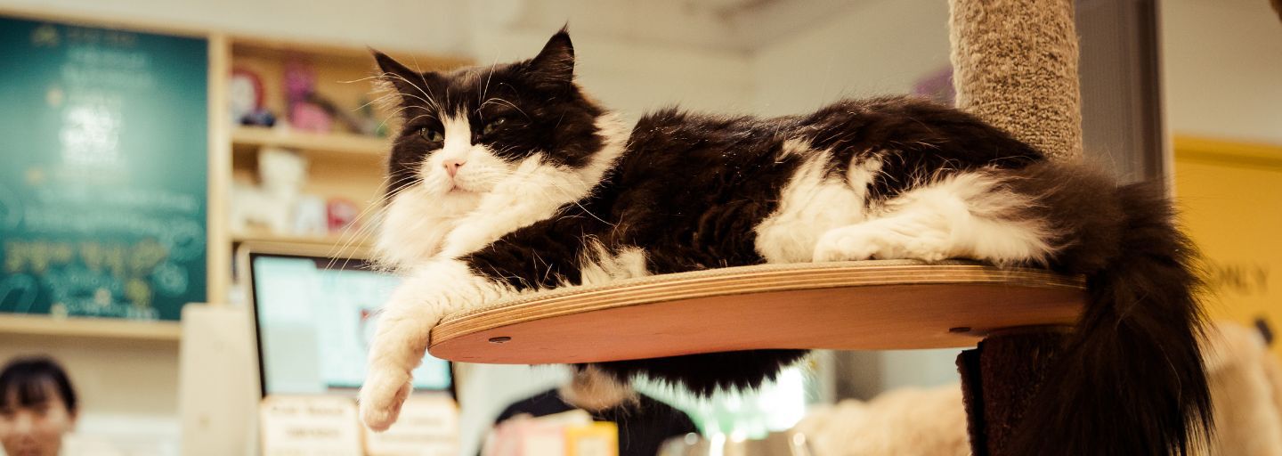 Black and white cat lies at the cafe.