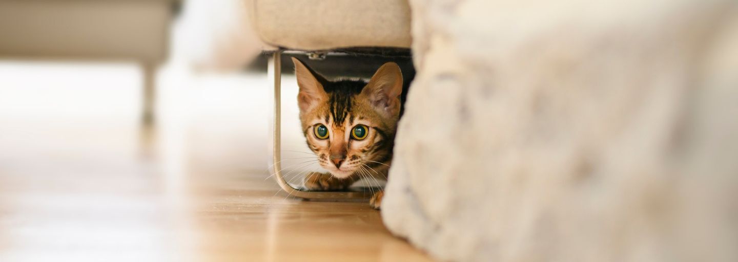 Cat hiding under the couch.