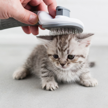 Kitten being brushed