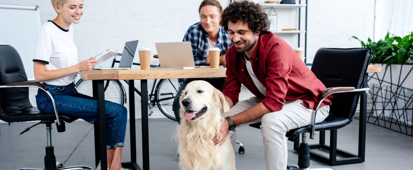 golden retriever with employees at the office