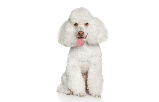 White poodle