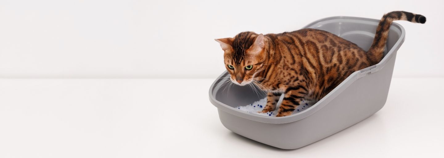 Cat using litter box