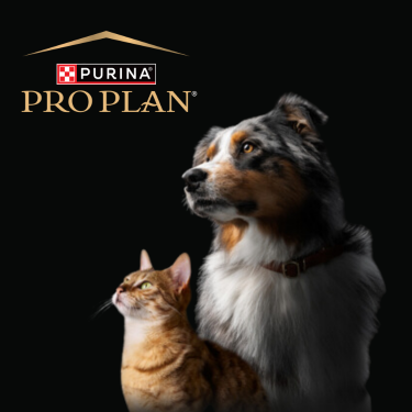PRO PLAN cat and dog on a black background
