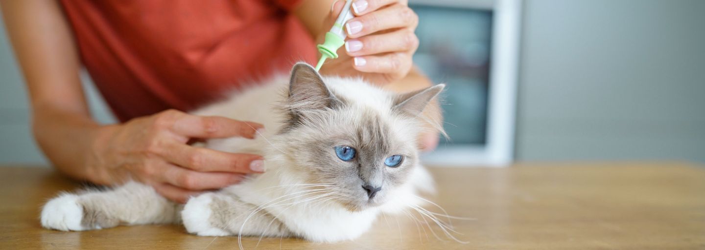Owner administering a topical treatment to the back of a cats neck