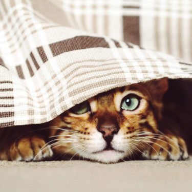 Cat hiding under blanket.