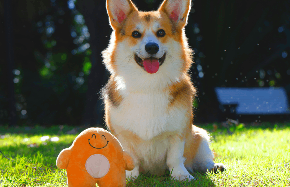 Total Care - dog with ball in mouth and running