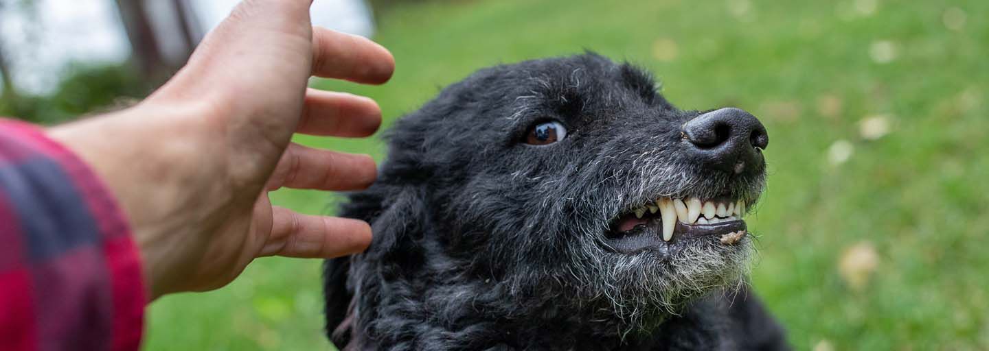 Why Dogs Bite