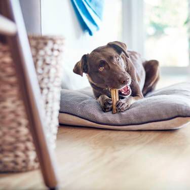 Brown Labrador Retriever chewing a bone on a dog bed.