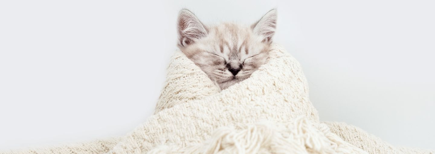 Cat wrapped in blanket. 