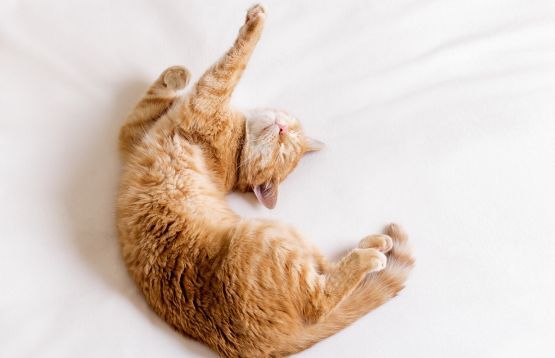 cat sleeping weird position