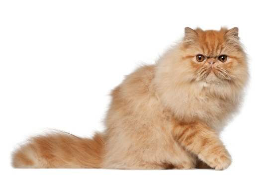 persian cat