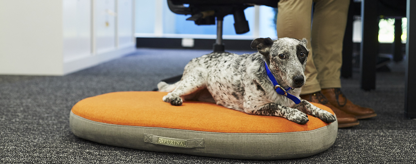 Dog in office with owner