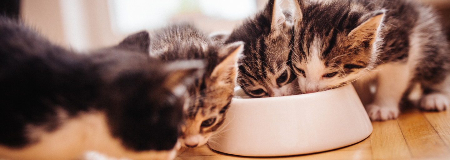 Cat looking out window