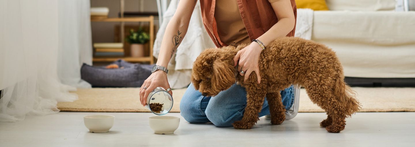Feeding A Small Dog