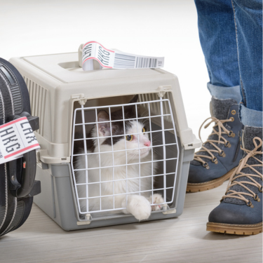 Cat in a carry cage