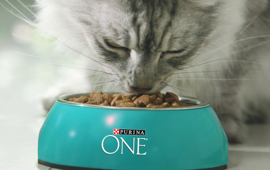 Purina One - cat eating from bowl