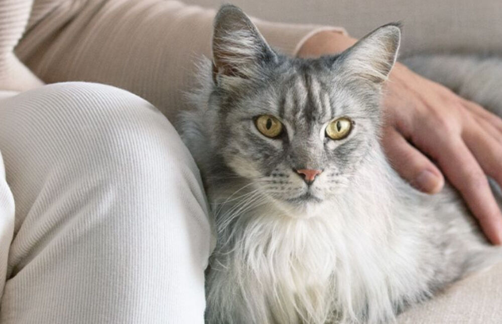 Silver maine coon laying down on the couch with owners hand on its body. 