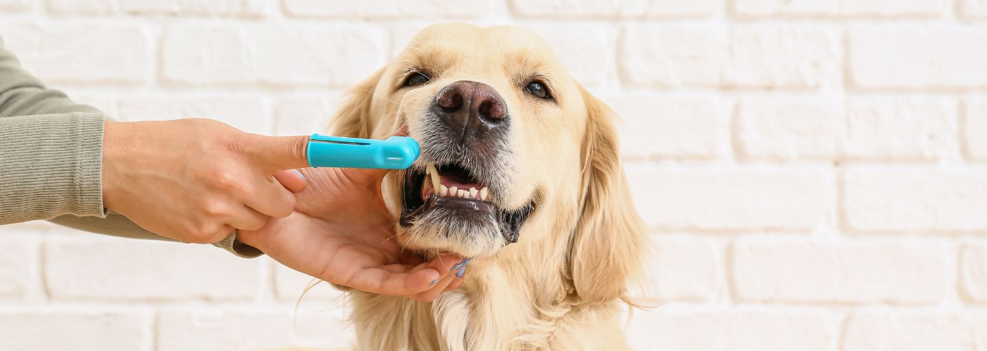 Owner cleaning dog's teeth