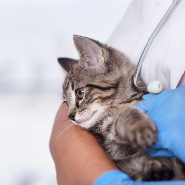 A Vet holding a kitten closely. 