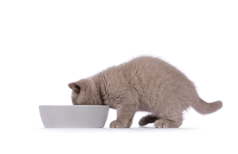 Fancy Feast - product range