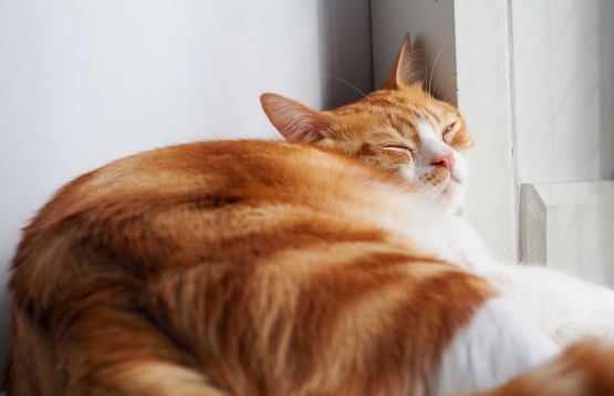 cat sleeping