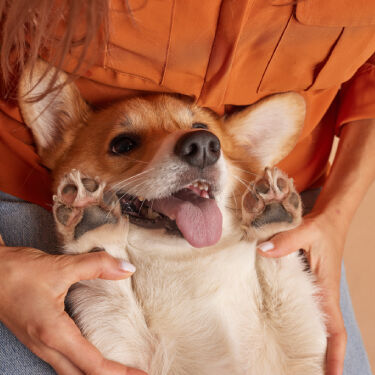 Boy playing with puppy at home.
