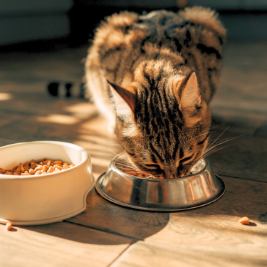 Kitten eating from bowl.