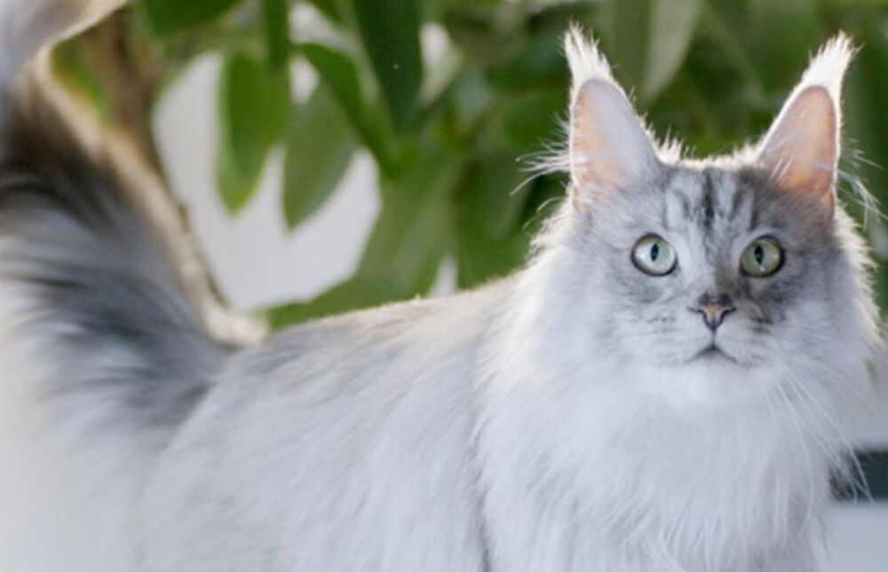 Silver Maine Coon portrait indoor with a blurred background.