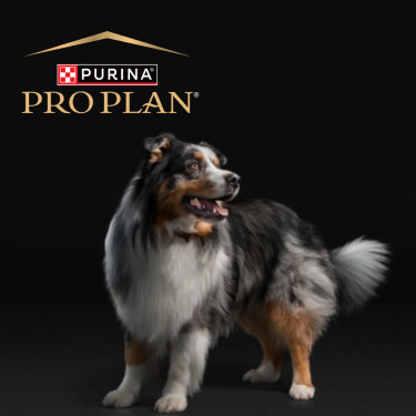 PRO PLAN Australian terrior dog on a black background