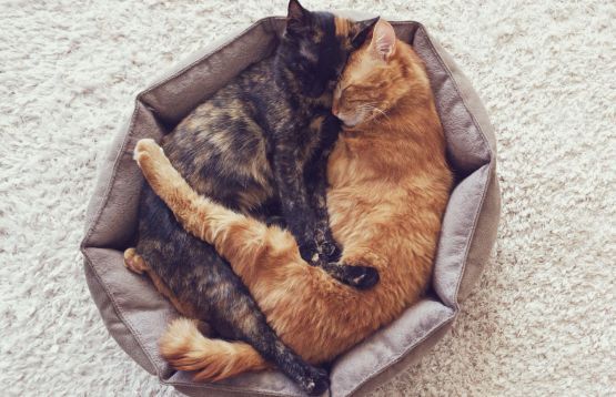 cats sleeping