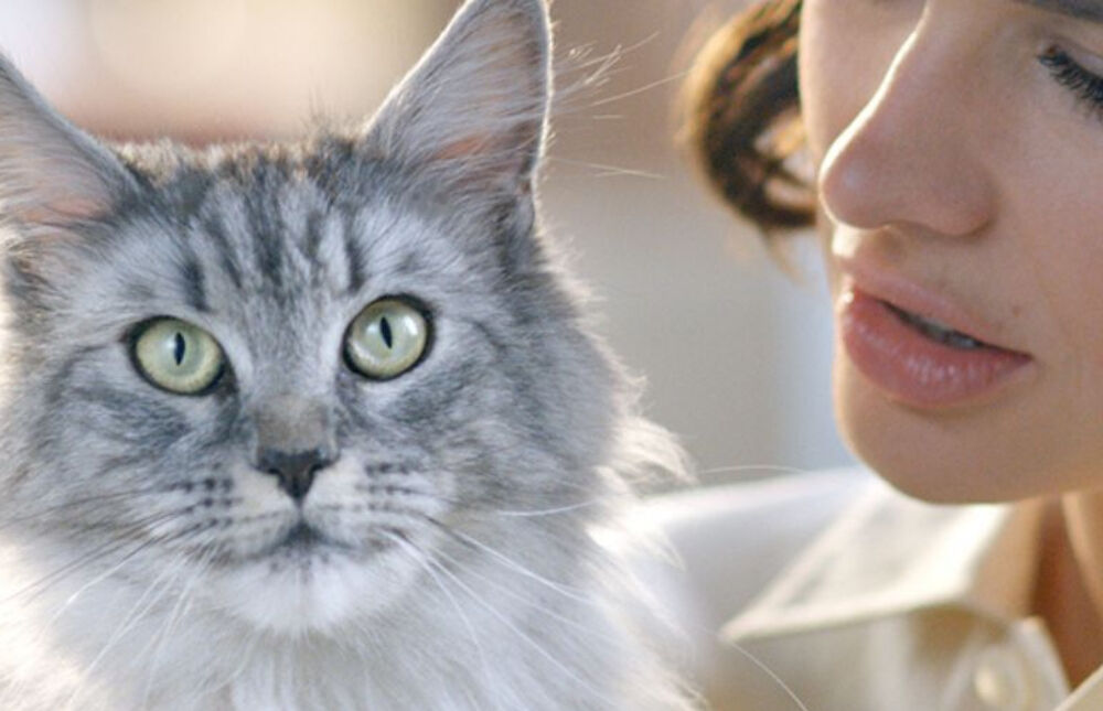 closeup of a maine coon and a beautiful woman.