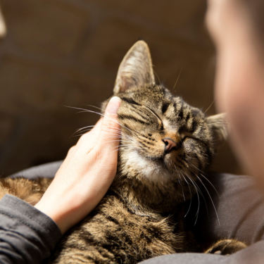 Cat resting on owner's lap.